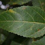 Ficus lateriflora 葉