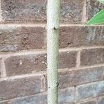 Alyogyne hakeifolia 樹皮