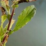 Pulicaria vulgaris Leaf