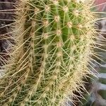 Echinopsis huascha Hoja