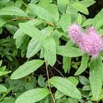 Spiraea salicifolia ഇല