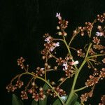 Diplotropis purpurea Flor