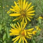 Silphium perfoliatumFlower