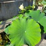 Nelumbo lutea 葉