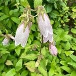 Campanula punctata Λουλούδι