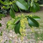 Aglaia odorata Flower