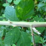 Rubus godronii Mosusu