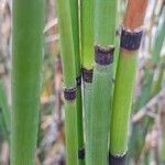 Equisetum hyemale Lubje