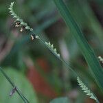 Urochloa eminii Blomma