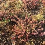 Sedum anglicum Fuelha