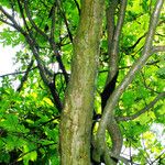 Quercus × rosacea Corteza