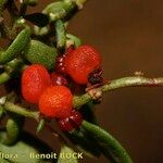 Chenopodium nutans Gyümölcs