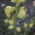 Aconitum anthora Blüte