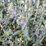 Teucrium fruticans花