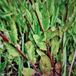 Oenothera rosea 叶