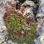 Saxifraga cuneata Habit