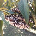 Callicarpa pedunculata Fruto