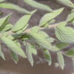 Evolvulus tenuis Hoja