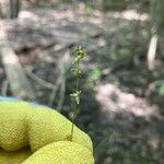 Carex radiata Plod