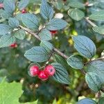 Cotoneaster dielsianus ഫലം