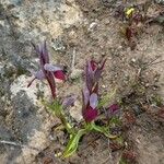 Serapias lingua Flor