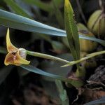 Maxillaria subrepens Õis