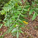 Rhus copallinum Blad