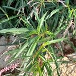 Persicaria senegalensis Лист
