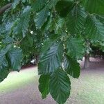 Fagus sylvaticaFoglia