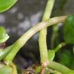 Sedum spathulifolium Bark