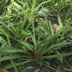 Hymenocallis caribaea Fuelha