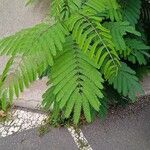 Albizia julibrissinYaprak