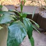 Crossandra infundibuliformis Leaf