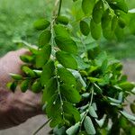 Phyllanthus niruri 葉