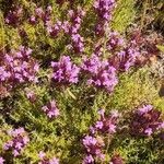 Thymus longiflorus Flower