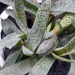 Gasteria obliqua Leaf