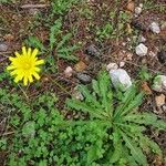 Leontodon tuberosus Flower