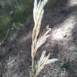 Festuca gautieri Fruit