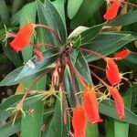 Seemannia sylvatica Квітка
