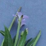 Epilobium ciliatum Flower