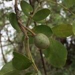 Commiphora mollis Fruto