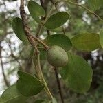 Commiphora mollis