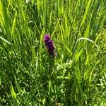 Dactylorhiza purpurella Fula