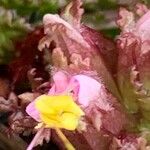 Pedicularis sylvatica Flower