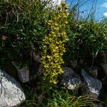 Saxifraga mutata Flor