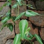 Desmodium uncinatum Leaf