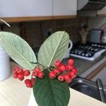 Cotoneaster frigidus Fruit