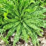 Echium asperrimum Leaf