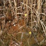 Utricularia subulata Habitus