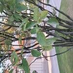 Amelanchier canadensis List